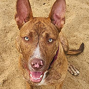 Brida is registered to the contest to win money with this photo: dog, animal, pet, canine, sandy_ground, smiling, ears_up, blue_eyes, close_up, outdoor, collar, happy, tongue_out, fur, brown, nose, paw, tail, looking_up, sitting