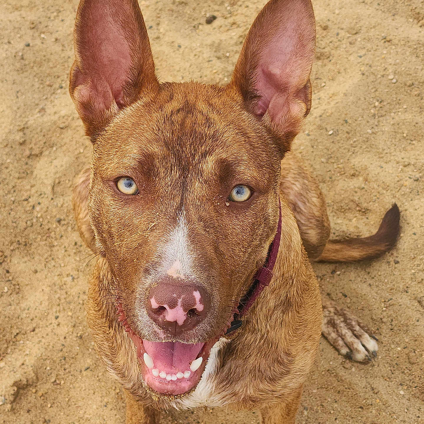 Brida is registered to the contest to win money with this photo: animal, blue_eyes, brown, canine, close_up, collar, dog, ears_up, fur, happy, looking_up, nose, outdoor, paw, pet, sandy_ground, sitting, smiling, tail, tongue_out