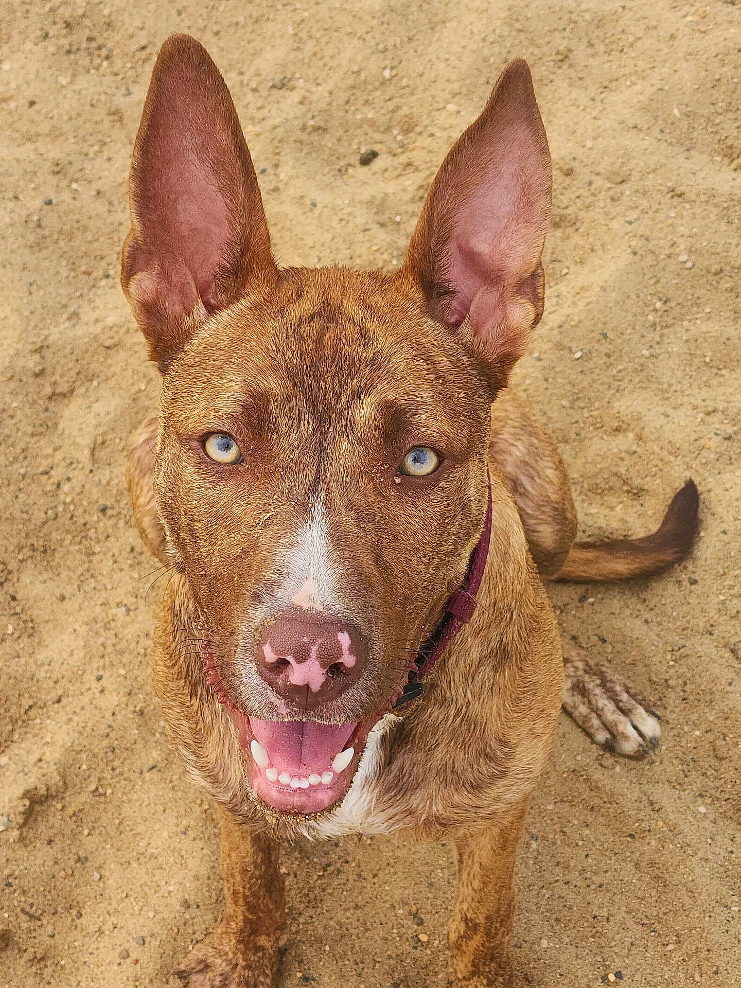 Brida is registered to the contest to win money with this photo: dog, animal, pet, canine, sandy_ground, smiling, ears_up, blue_eyes, close_up, outdoor, collar, happy, tongue_out, fur, brown, nose, paw, tail, looking_up, sitting