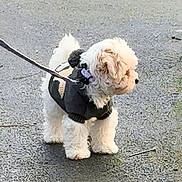 Willow is registered to the contest to win money with this photo: dog, pet, white_dog, small_dog, leash, sweater, outdoor, pavement, curious, fluffy, walking, cute, animal, companion, portrait, canine, side_view, furry, winter_clothing, adorable