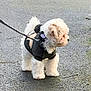 dog, pet, white_dog, small_dog, leash, sweater, outdoor, pavement, curious, fluffy, walking, cute, animal, companion, portrait, canine, side_view, furry, winter_clothing, adorable
