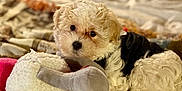 Willow joined the competition — help win amazing prizes! puppy, dog, toy, blanket, bed, curly_fur, cute, pet, indoor, cozy, plush_toy, pink_toy, colorful, soft, relaxed, small_dog, fur, animal, companion, cute_pet
