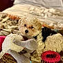 puppy, dog, toy, blanket, bed, curly_fur, cute, pet, indoor, cozy, plush_toy, pink_toy, colorful, soft, relaxed, small_dog, fur, animal, companion, cute_pet