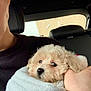 puppy, dog, blanket, car_interior, person, hand, fur, cute, cozy, black_sweater, seat, window, building, soft_light, snug, pet, animal, indoor, wrapped, comfort