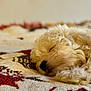 dog, sleeping, close_up, fluffy, nose, paw, blanket, knitted, cozy, resting, fur, cute, indoors, pet, animal, relaxing, soft, warm, comfort, peaceful