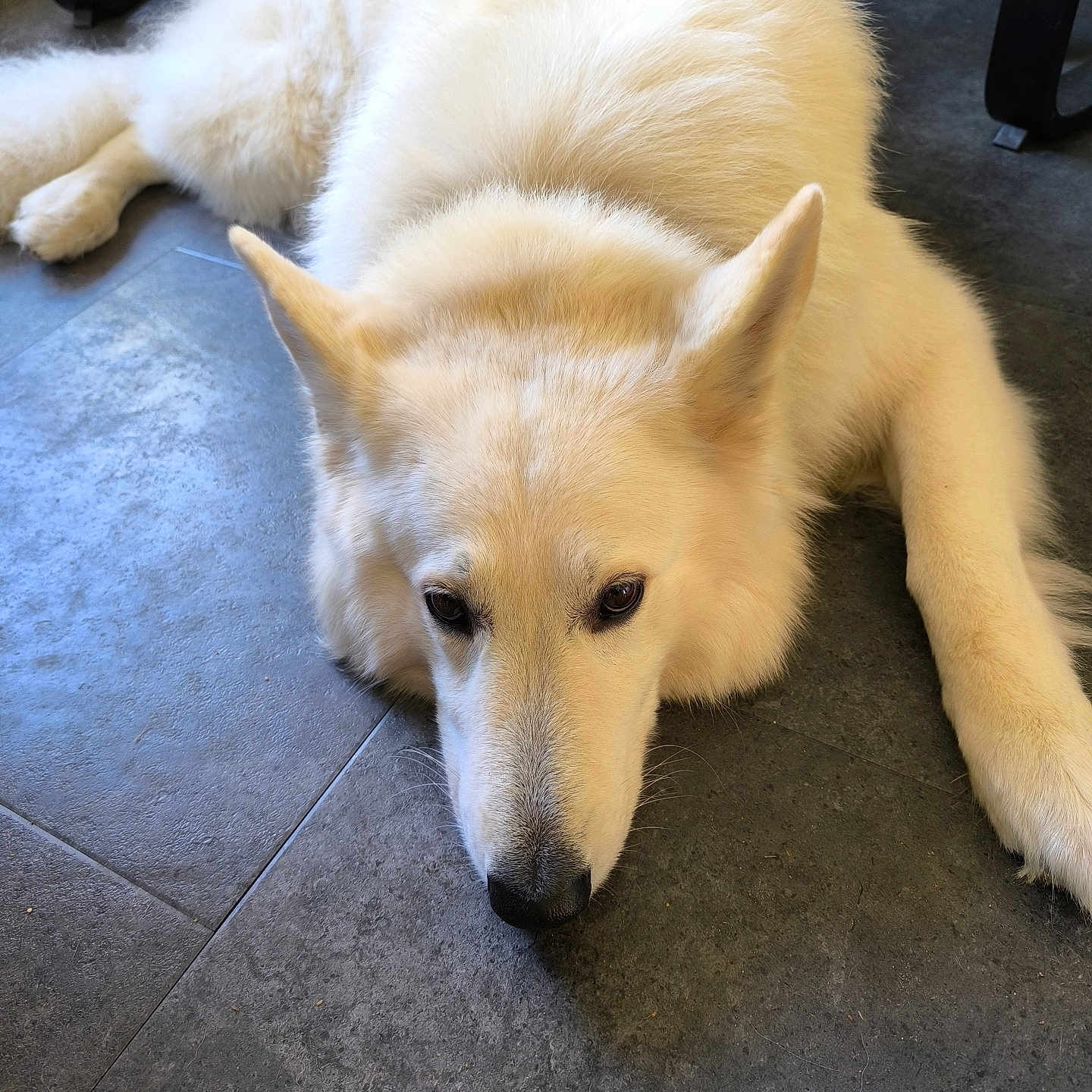 R'Sirius participe au concours pour gagner de l'argent avec cette photo : animal, canine, dog, eskimodog, fox, goldenretriever, husky, person, pet, puppy, sleeping, snout, tile, whitedog