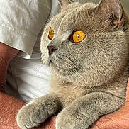 Sathi participe au concours pour gagner de l'argent avec cette photo : cat, gray_cat, amber_eyes, fluffy, pet, animal, domestic_cat, close_up, feline, whiskers, paws, person, arms, holding, indoor, cute, relaxed, cozy, fur, portrait