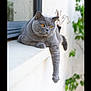 Rajah a rejoint le concours — aidez-le/la à gagner de superbes lots ! cat, gray_cat, lounging, windowsill, relaxed, pet, animal, feline, amber_eyes, one_paw_dangling, outdoor, daylight, closeup, curious, fluffy, domestic_cat, window, plant, wall, resting