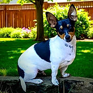 Stoney joined the competition — help win amazing prizes! dog, pet, animal, sitting, outdoors, garden, backyard, grass, tree, wooden_fence, rock, black_and_white, short_hair, pointed_ears, portrait, natural_light, greenery, flowers, lawn, alert