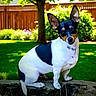 dog, pet, animal, sitting, outdoors, garden, backyard, grass, tree, wooden_fence, rock, black_and_white, short_hair, pointed_ears, portrait, natural_light, greenery, flowers, lawn, alert