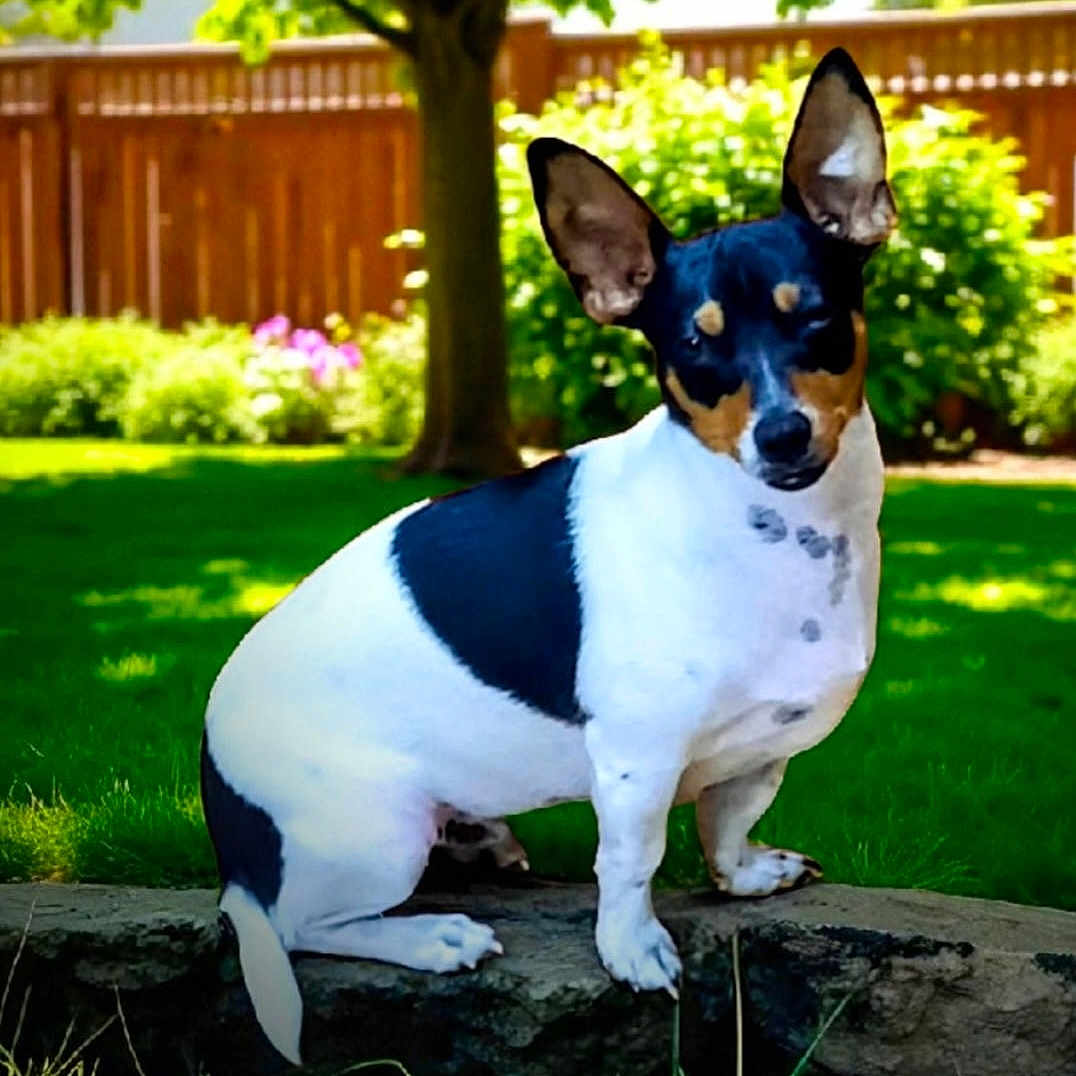 Stoney joined the competition — help win amazing prizes! dog, pet, animal, sitting, outdoors, garden, backyard, grass, tree, wooden_fence, rock, black_and_white, short_hair, pointed_ears, portrait, natural_light, greenery, flowers, lawn, alert