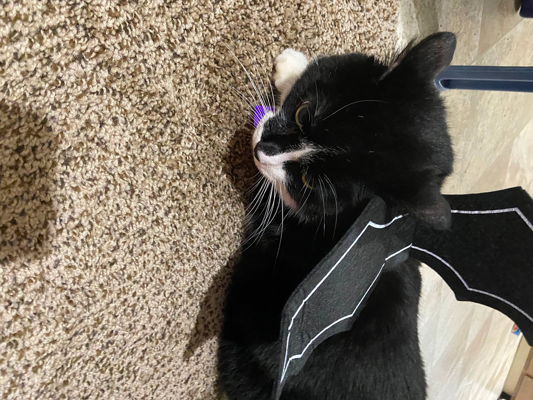 Phillip is registered to the contest to win money with this photo: black_cat, carnivore, cat, claw, comfort, domestic_short_haired_cat, felidae, flooring, foot, fur, grey, paw, plant, shadow, small_to_medium_sized_cats, snout, tail, terrestrial_animal, whiskers, window