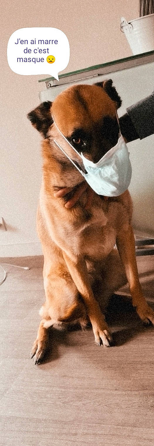 Oxy a rejoint le concours — aidez-le/la à gagner de superbes lots ! carnivore, collar, companion_dog, dog, dog_breed, dog_collar, ear, fawn, flooring, fur, liver, snout, sporting_group, tail, terrestrial_animal, toy_dog, whiskers, wood, working_animal, wrinkle