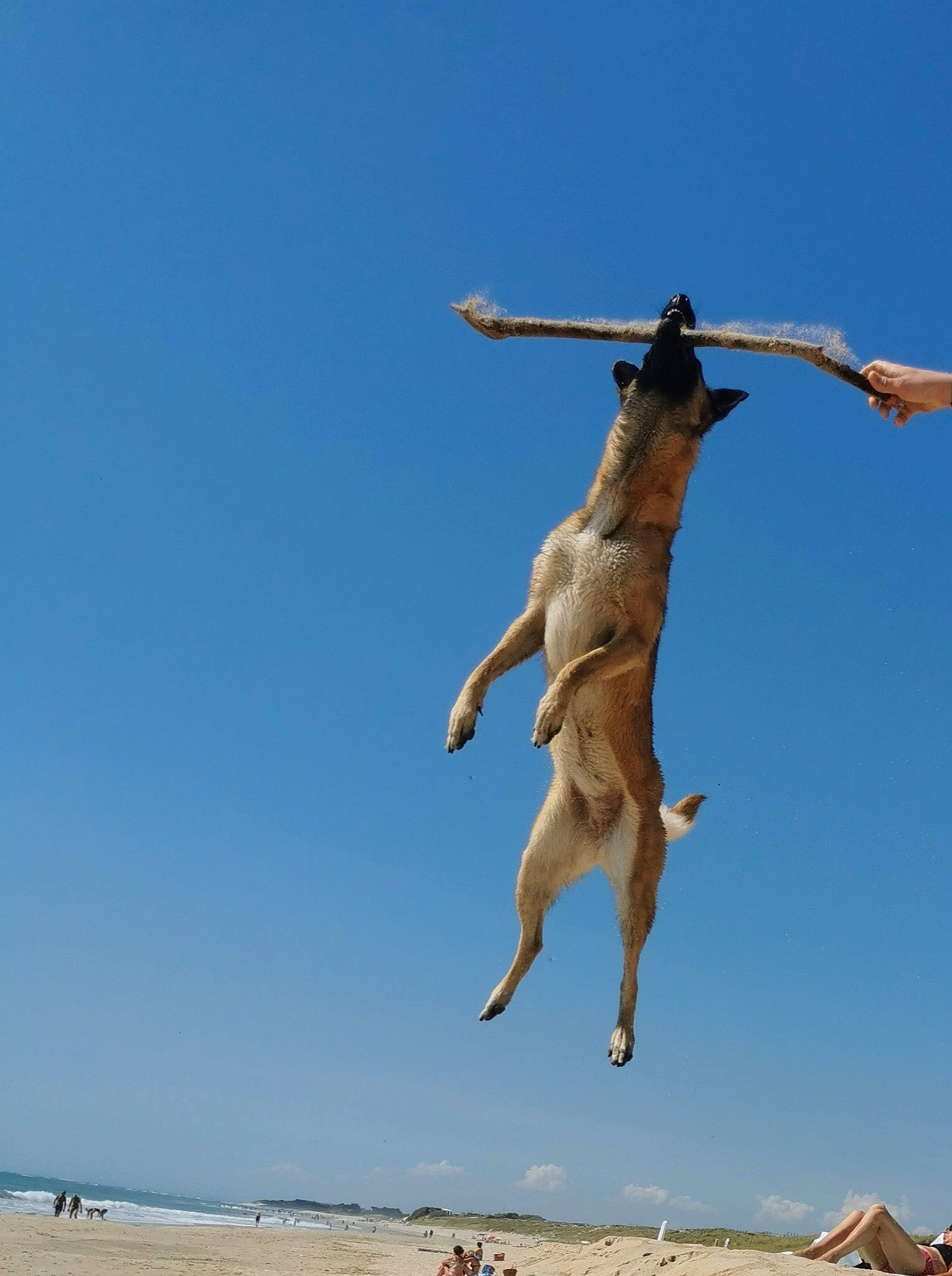 Oxy a rejoint le concours — aidez-le/la à gagner de superbes lots ! balance, ball, beach, beach_volleyball, companion_dog, dog, dog_breed, elbow, fun, gesture, happy, human_leg, landscape, leisure, people_in_nature, people_on_beach, recreation, seabird, sky, sports
