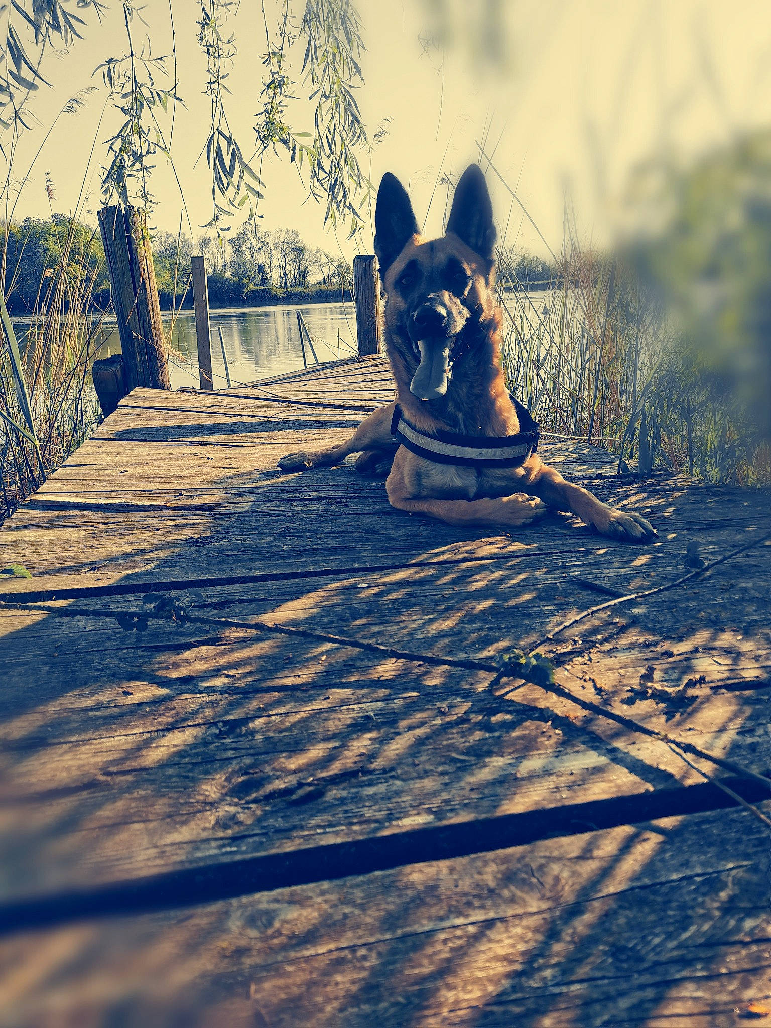 Oxy a rejoint le concours — aidez-le/la à gagner de superbes lots ! asphalt, carnivore, companion_dog, dog, dog_breed, electric_blue, eyewear, fawn, foot, grass, happy, leg, leisure, people_in_nature, recreation, road_surface, sunlight, tints_and_shades, tree, wood