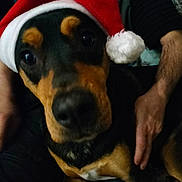 Stan a rejoint le concours — aidez-le/la à gagner de superbes lots ! animal, black_and_tan, blurred, canine, christmas, close_up, companion, cozy, cute, dog, face, festive, hands, holiday, indoor, person, pet, portrait, santa_hat, warm