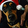 animal, black_and_tan, blurred, canine, christmas, close_up, companion, cozy, cute, dog, face, festive, hands, holiday, indoor, person, pet, portrait, santa_hat, warm