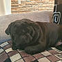 animal, black_dog, blanket, closeup, companion, couch, cozy, dog, furniture, home, indoor, pattern, pet, pug, relaxing, resting, sleeping, soft_light, texture, wall