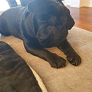 Maely participe au concours pour gagner de l'argent avec cette photo : animal, black_dog, blanket, calm, canine, chair, cozy, dog, domestic, floor, furniture, home, indoor, lying_down, paws, pet, relaxing, resting, sleepy, wooden_floor