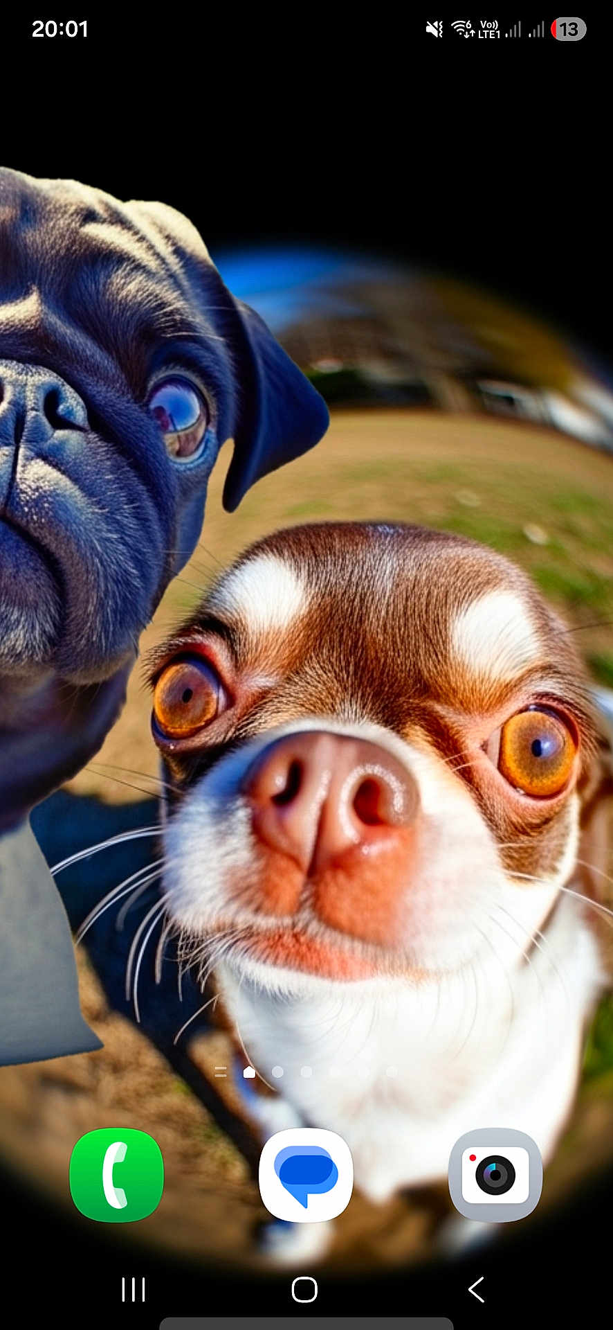 Wendy participe au concours pour gagner de l'argent avec cette photo : dog, close_up, fisheye_lens, wide_eyes, outdoor, curious, pet, canine, brown_and_white, black_dog, snout, whiskers, fur, portrait, distorted, funny, animal, daylight, grass, nature