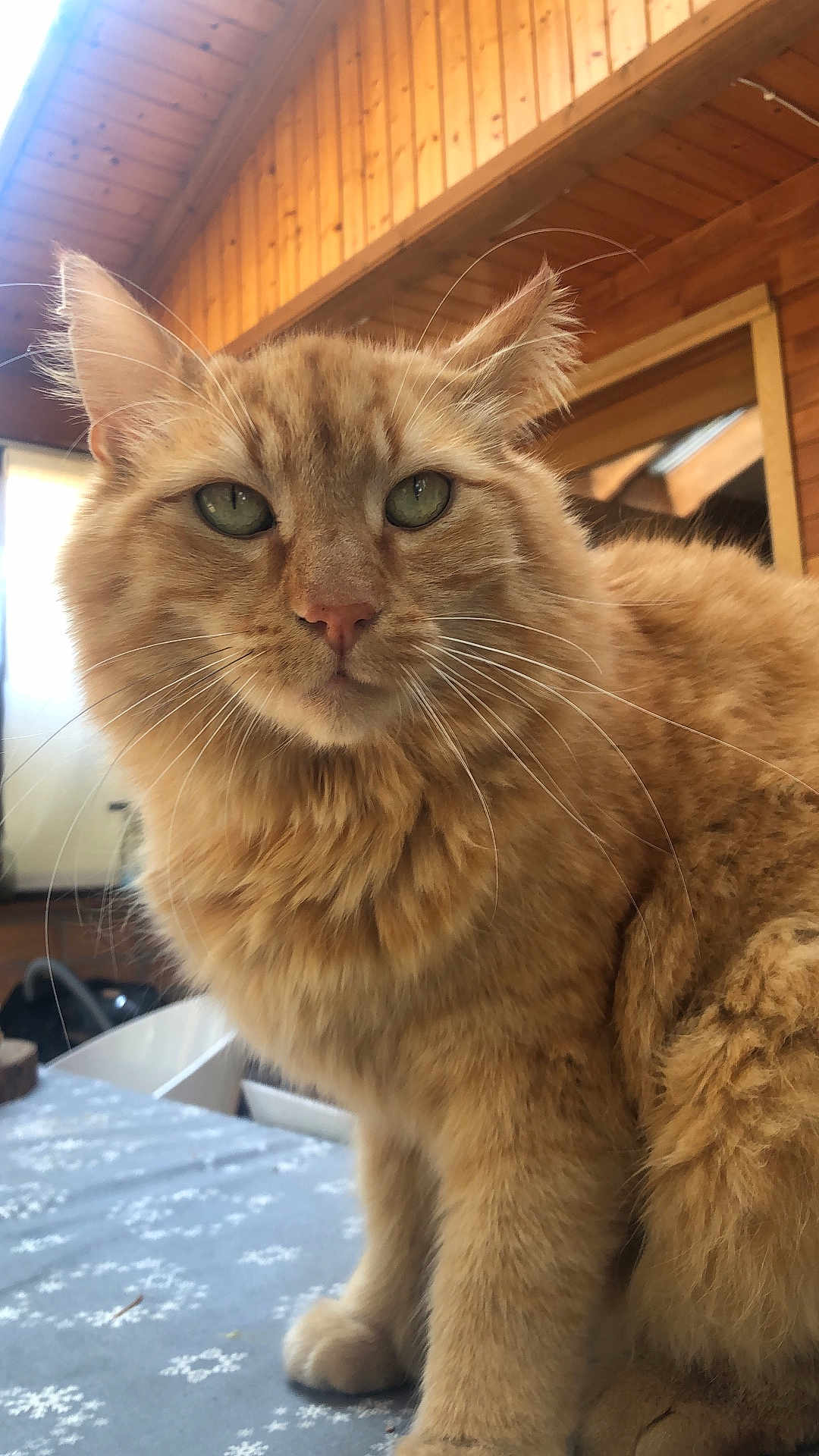 Rox participe au concours pour gagner de l'argent avec cette photo : cat, orange_cat, fluffy, green_eyes, whiskers, table, indoor, wooden_ceiling, window, pet, feline, closeup, fur, domestic_animal, animal, house, cozy, portrait, looking_at_camera, mammal