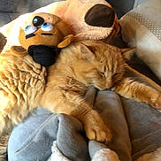 Rox a rejoint le concours — aidez-le/la à gagner de superbes lots ! cat, orange_cat, sleeping, plush_toy, dog_toy, blanket, cushion, cozy, indoor, resting, furniture, soft, fur, pet, animal, relaxing, comfort, home, nap, stuffed_animal
