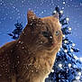 Rox a rejoint le concours — aidez-le/la à gagner de superbes lots ! animal, blurred_background, cat, celebration, christmas_tree, cute, feline, festive, fur, holiday, lights, nature, orange_cat, outdoor, pet, seasonal, snow, snowfall, snowy_tree, winter