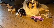Alouna a rejoint le concours — aidez-le/la à gagner de superbes lots ! dog, puppy, floor, wooden_floor, plush_toy, toy, animal, pet, indoor, resting, sleeping, fur, cute, cozy, companion, relaxing, brown, black, white, living_room