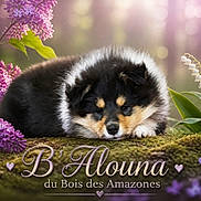Alouna participe au concours pour gagner de l'argent avec cette photo : puppy, dog, sleeping, fluffy, moss, purple_flowers, white_flowers, nature, outdoor, closeup, cute, peaceful, soft_light, green_leaves, flora, spring, calm, animal, portrait, resting