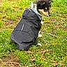 Alouna participe au concours pour gagner de l'argent avec cette photo : puppy, dog, raincoat, grass, outdoor, greenery, pet, canine, nature, young_dog, fur, black_coat, small_dog, side_view, animal, cute, curious, sitting, weather_protection, park