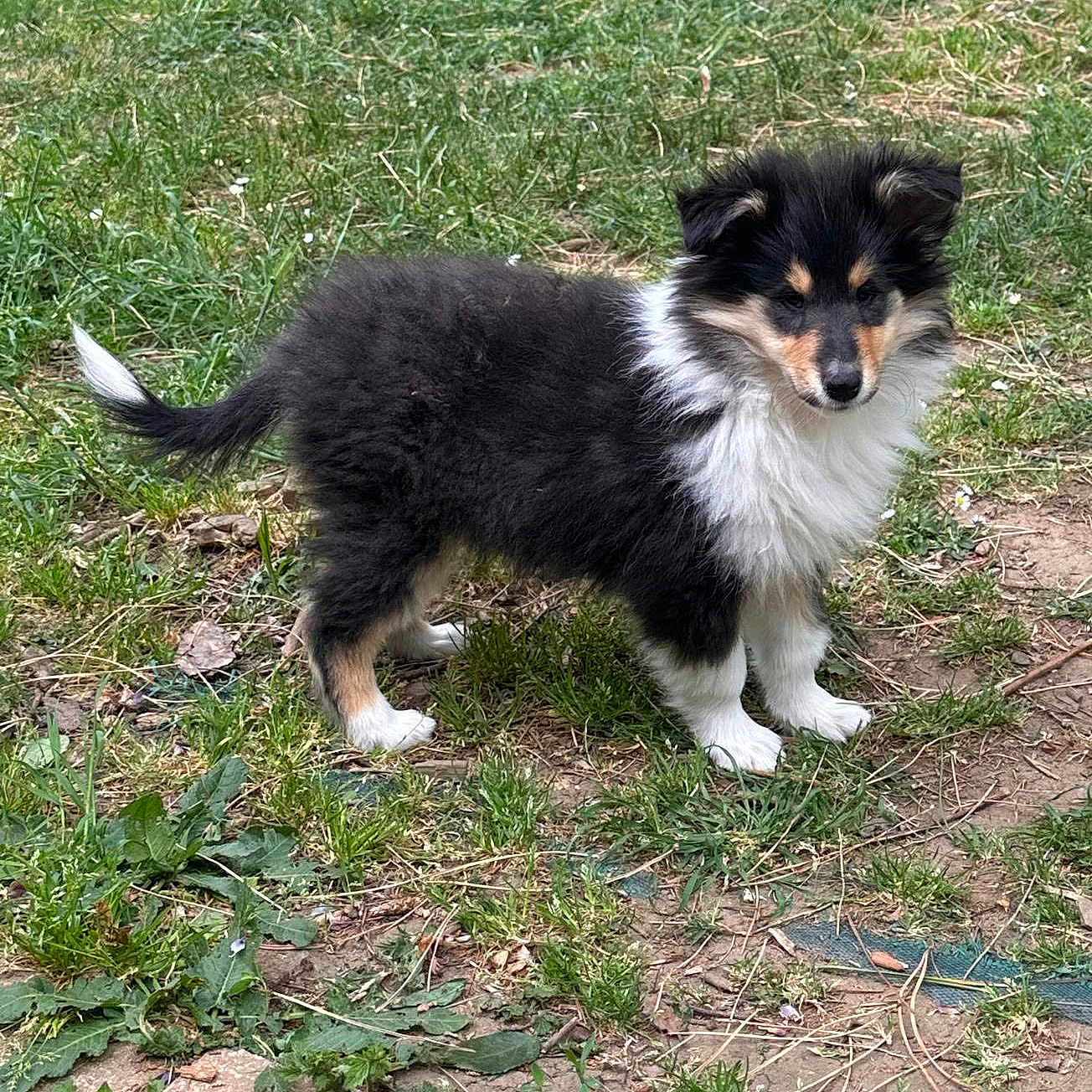 Alouna a rejoint le concours — aidez-le/la à gagner de superbes lots ! puppy, dog, grass, outdoor, animal, tricolor, fur, pet, nature, young, curious, canine, small, mammal, ground, walk, leaf, garden, cute, fluffy