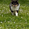 Alouna participe au concours pour gagner de l'argent avec cette photo : puppy, dog, grass, flowers, outdoor, nature, pet, walking, cute, fur, black, white, brown, ears, tail, spring, young, animal, field, playful