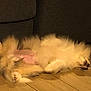 Arrow a rejoint le concours — aidez-le/la à gagner de superbes lots ! cat, fluffy, sleeping, relaxed, wooden_floor, sofa, indoor, pet, fur, paw, cozy, cute, feline, resting, domestic_animal, mammal, whiskers, home, animal, nap