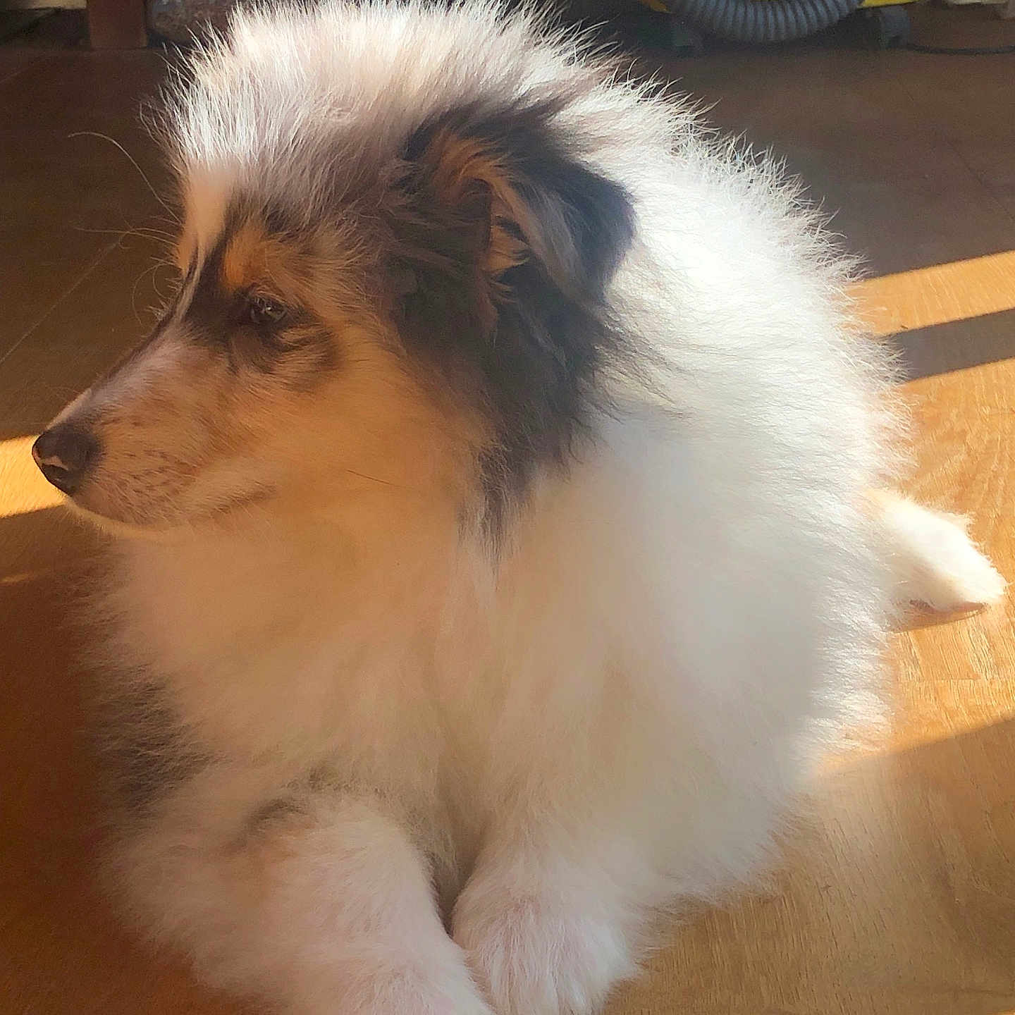 Arrow participe au concours pour gagner de l'argent avec cette photo : animal, black_fur, brown_fur, calm, cozy, cute, dog, domestic, fluffy, fur, household, indoor, pet, puppy, resting, side_view, sunlight, white_fur, wooden_floor, young_dog