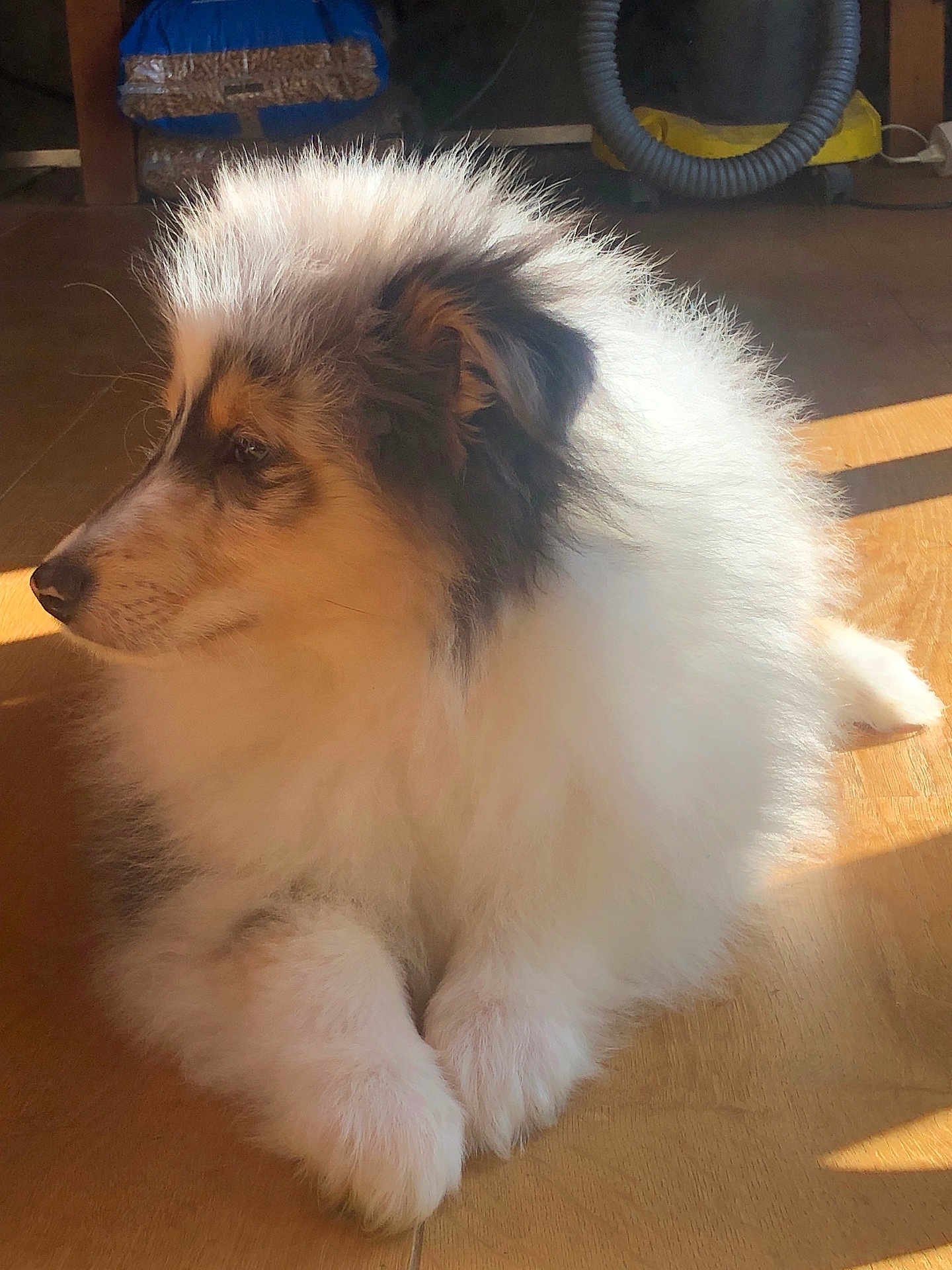 Arrow participe au concours pour gagner de l'argent avec cette photo : dog, fluffy, puppy, indoor, wooden_floor, sunlight, pet, animal, fur, cute, resting, side_view, calm, cozy, household, domestic, young_dog, white_fur, brown_fur, black_fur