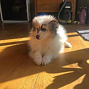 Arrow a rejoint le concours — aidez-le/la à gagner de superbes lots ! puppy, dog, fluffy, indoor, wooden_floor, sunlight, shadow, pet, animal, cute, resting, fur, small_dog, home, cozy, adorable, domestic, companion, relaxing, bright