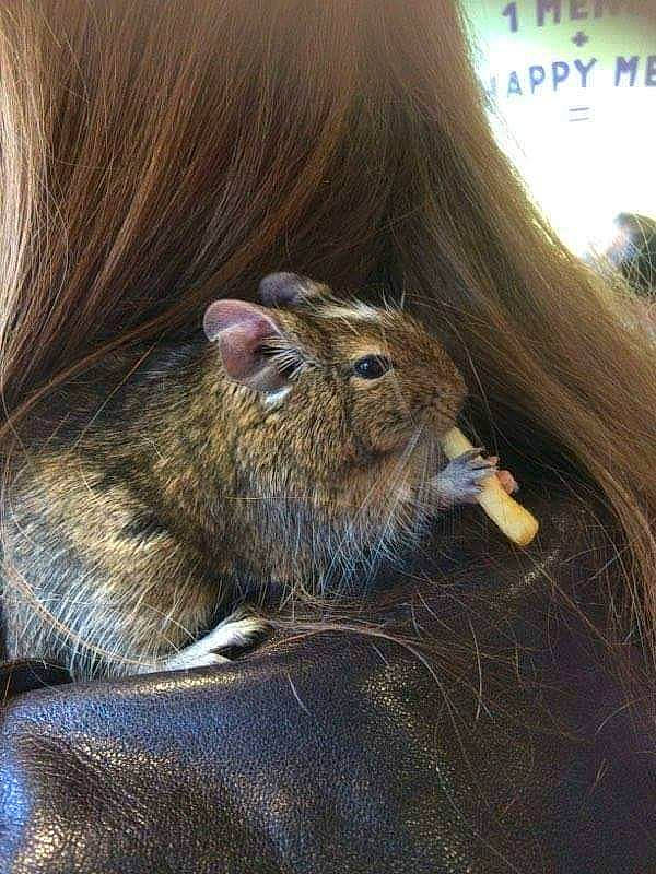 Yué a rejoint le concours — aidez-le/la à gagner de superbes lots ! degu, ear, fawn, felidae, fur, hair, mammal, rodent, whiskers, wildlife