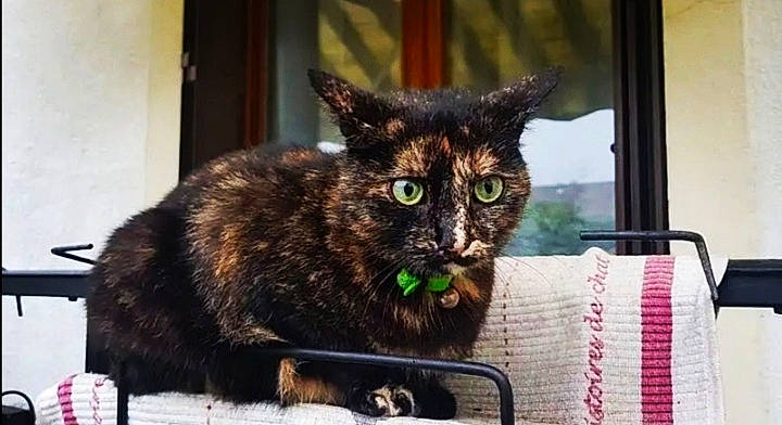 Morgat participe au concours pour gagner de l'argent avec cette photo : asian, carnivore, cat, domestic_short_haired_cat, dragon_li, european_shorthair, felidae, german_rex, mammal, small_to_medium_sized_cats, snout, tabby_cat, vertebrate, whiskers