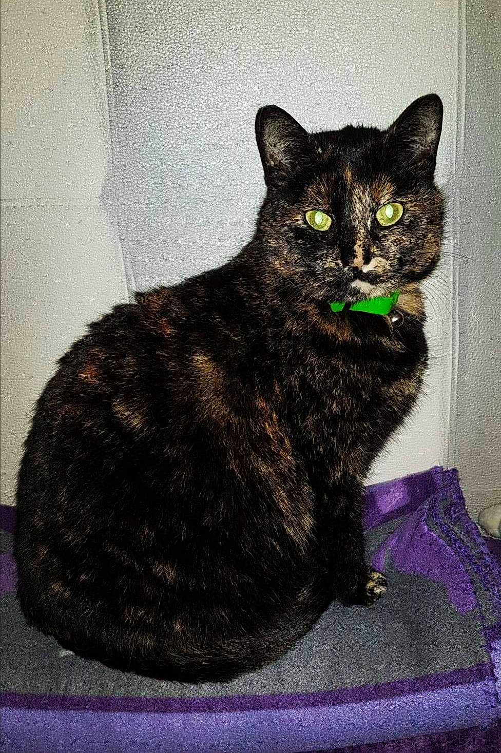 Morgat participe au concours pour gagner de l'argent avec cette photo : asian, black_cat, bombay, carnivore, cat, domestic_short_haired_cat, dragon_li, european_shorthair, eye, felidae, german_rex, small_to_medium_sized_cats, snout, tabby_cat, whiskers