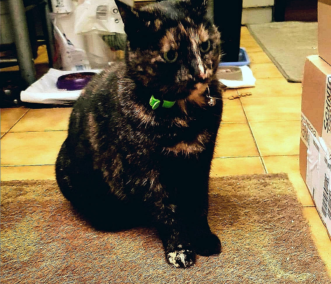 Morgat a rejoint le concours — aidez-le/la à gagner de superbes lots ! black, canidae, carnivore, cat, dog, dog_breed, dutch_shepherd_dog, felidae, fur, iron, mammal, metal, small_to_medium_sized_cats, sporting_group, tail, whiskers