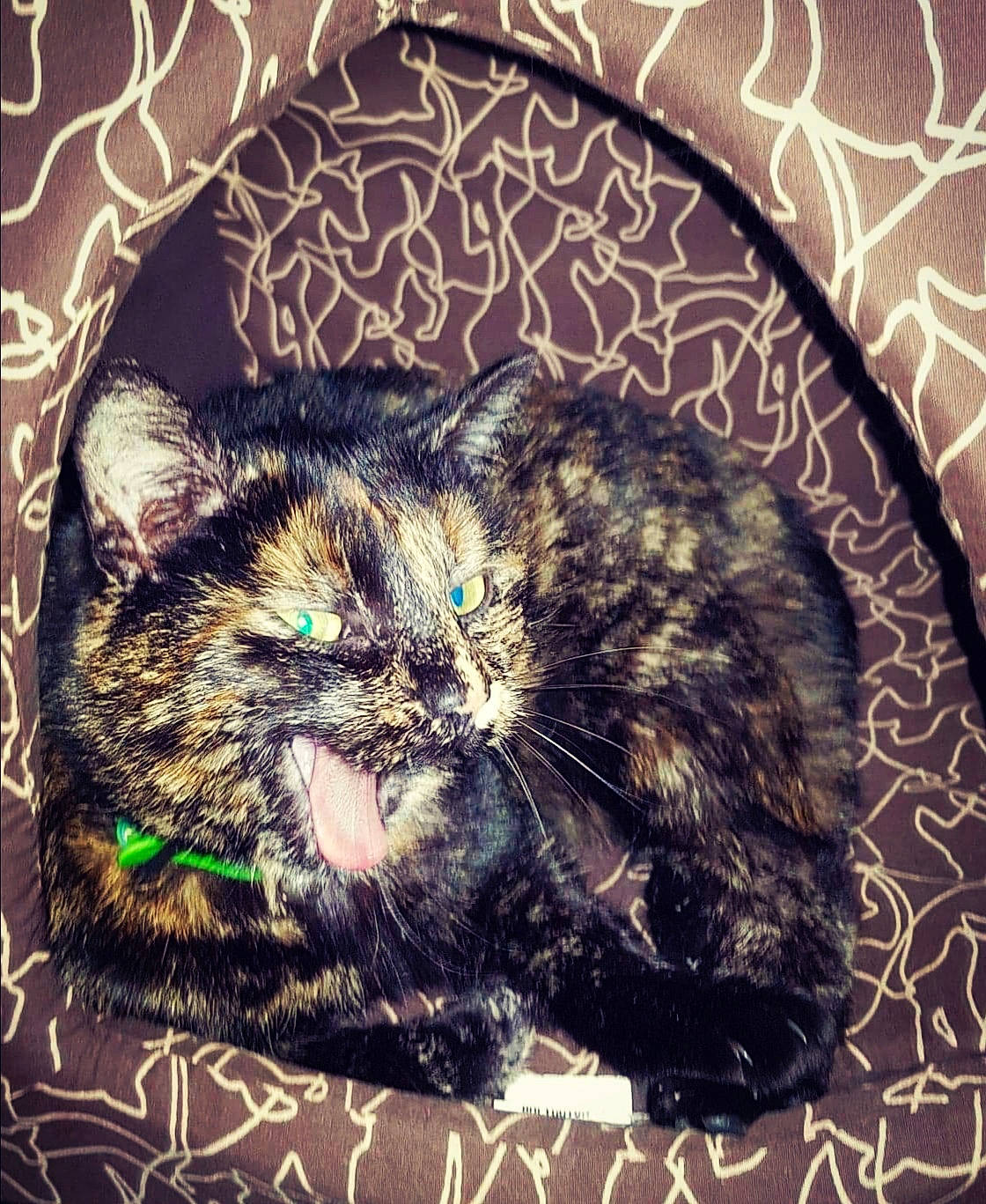 Morgat a rejoint le concours — aidez-le/la à gagner de superbes lots ! asian, carnivore, cat, domestic_short_haired_cat, dragon_li, ear, european_shorthair, eye, felidae, fur, illustration, kitten, nap, sleep, small_to_medium_sized_cats, snout, tabby_cat, tail, whiskers, wild_cat