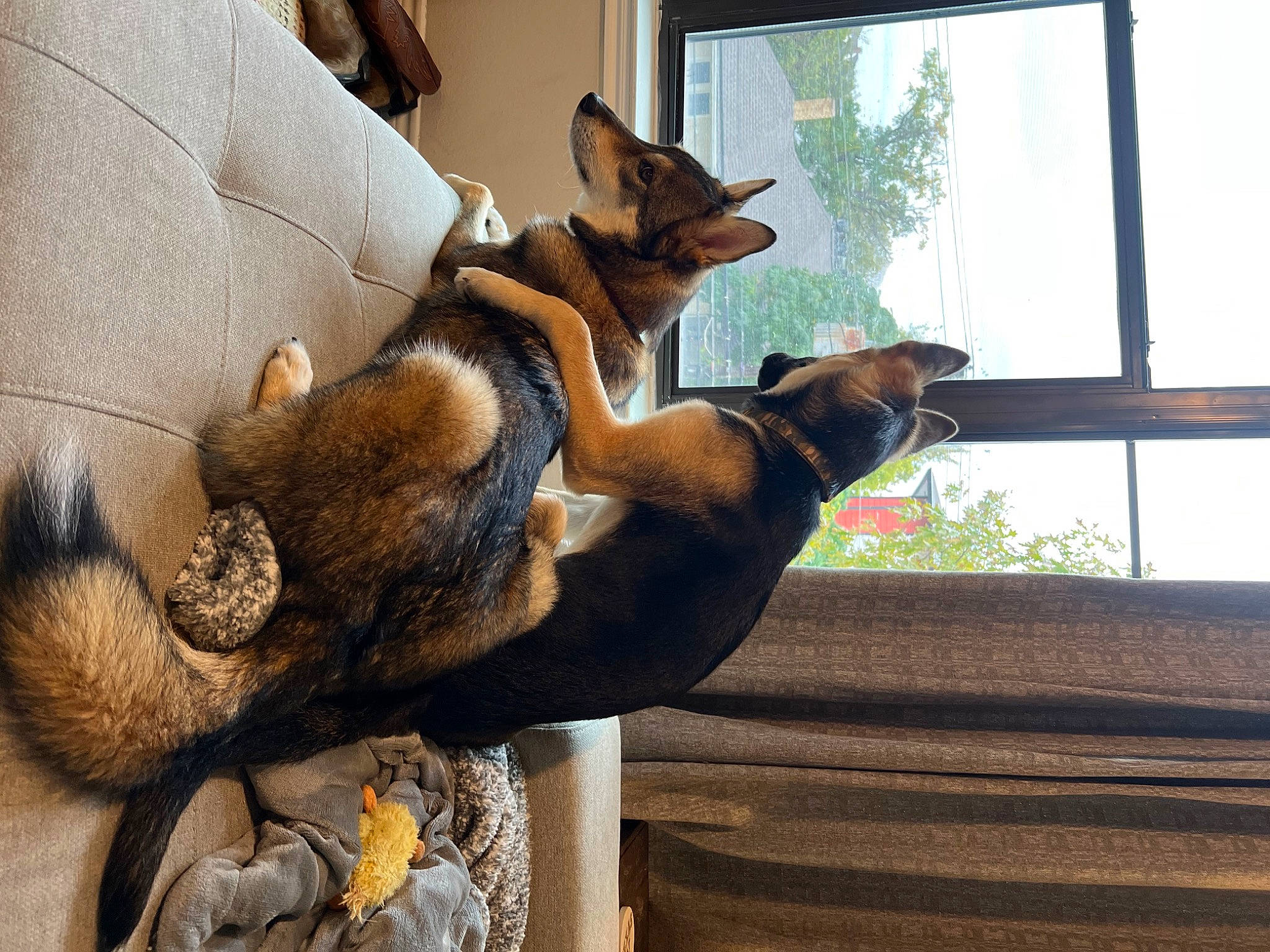 Boone And Barrett is registered to the contest to win money with this photo: brown, canidae, carnivore, comfort, companion_dog, dog, dog_breed, fawn, felidae, pet_supply, plant, small_to_medium_sized_cats, snout, sporting_group, tail, tree, whiskers, window, window_blind, wood