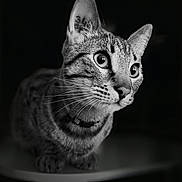 Moka a rejoint le concours — aidez-le/la à gagner de superbes lots ! animal, black_and_white, cat, close_up, collar, curious, dark_background, detailed, ears, eyes, feline, indoor, nose, pet, portrait, sharp_focus, sitting, tabby_cat, texture, whiskers