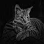 Moka a rejoint le concours — aidez-le/la à gagner de superbes lots ! animal, black_and_white, cat, close_up, cute, dark_background, domestic_cat, feline, fur, indoor, mammal, pet, portrait, relaxed, resting, sleepy, soft_lighting, striped, tabby_cat, whiskers