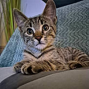 Moka a rejoint le concours — aidez-le/la à gagner de superbes lots ! kitten, cat, tabby, animal, pet, cute, whiskers, fur, paws, ears, closeup, indoor, resting, wide_eyes, curious, soft_surface, texture, striped, young, feline