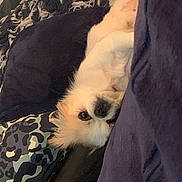 Aaliyah joined the competition — help win amazing prizes! dog, pet, white_fur, upside_down, pillow, blanket, resting, cozy, indoor, cute, small_dog, fur, animal, relaxing, couch, snuggle, soft, companion, looking, home