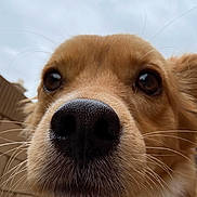 Boba is registered to the contest to win money with this photo: dog, close_up, nose, whiskers, snout, pet, black_nose, fur, brown_fur, outdoor, overcast_sky, portrait, curious, adorable, macro, nose_focus, background_blur, canine, eyes, fence