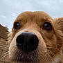 dog, close_up, nose, whiskers, snout, pet, black_nose, fur, brown_fur, outdoor, overcast_sky, portrait, curious, adorable, macro, nose_focus, background_blur, canine, eyes, fence