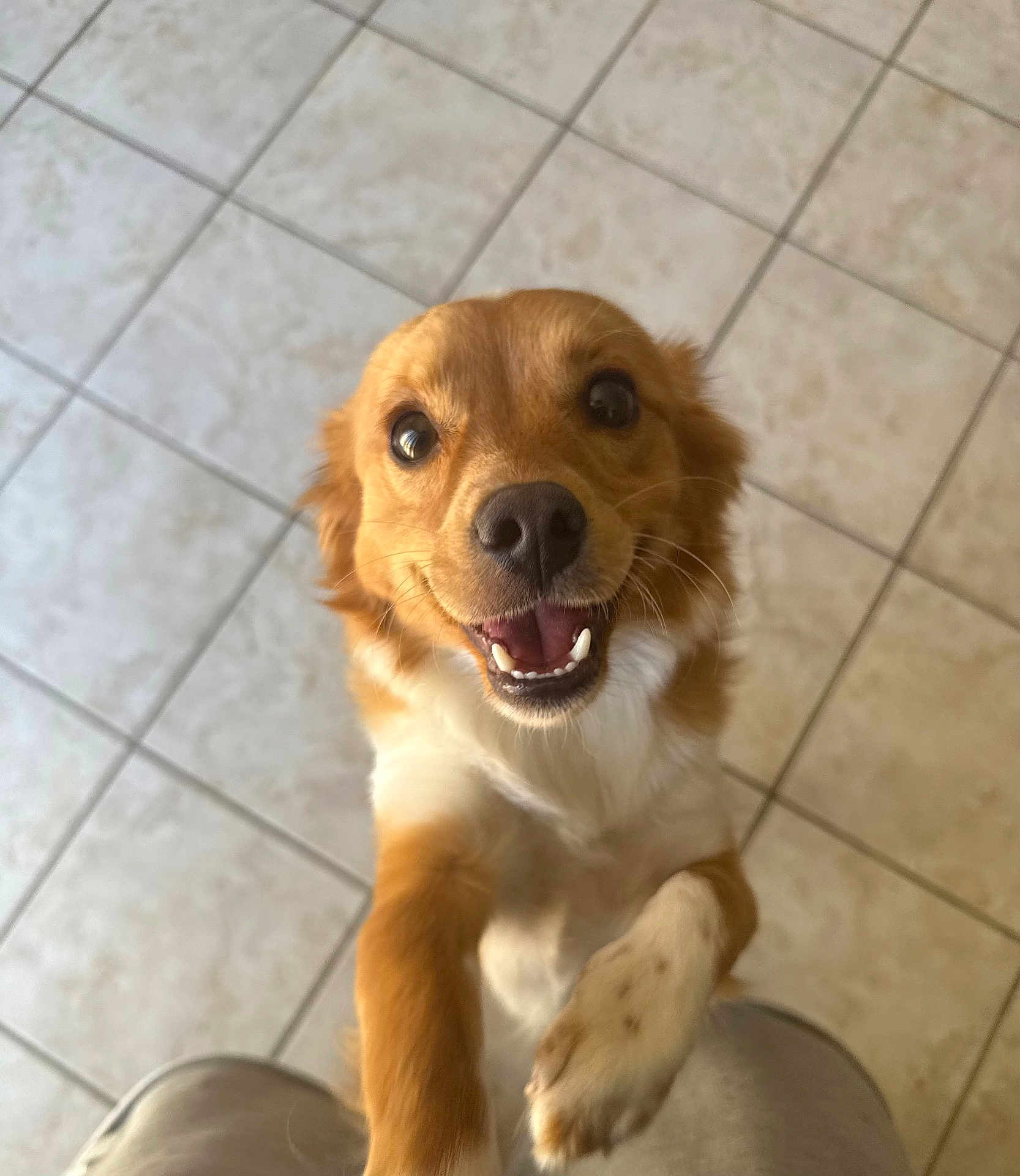 Boba is registered to the contest to win money with this photo: dog, puppy, pet, happy, smiling, looking_up, posing, brown_fur, white_chest, paws, teeth, nose, eyes, closeup, portrait, indoor, tile_floor, kitchen, begging, playful