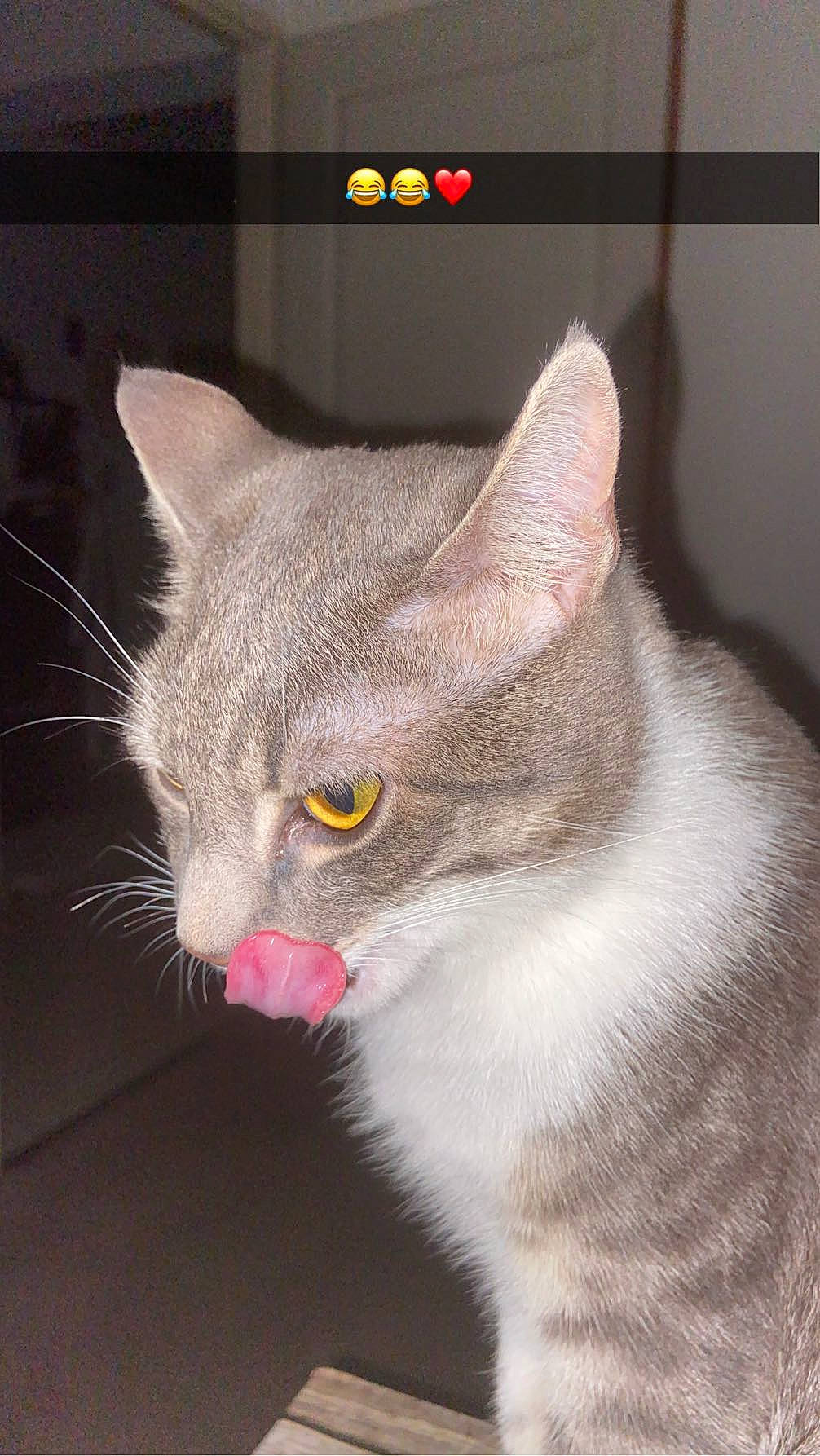 Timinou a rejoint le concours — aidez-le/la à gagner de superbes lots ! carnivore, cat, cat_furniture, collar, domestic_short_haired_cat, ear, eye, fang, felidae, fur, grey, head, paw, photo_caption, small_to_medium_sized_cats, snout, tail, whiskers